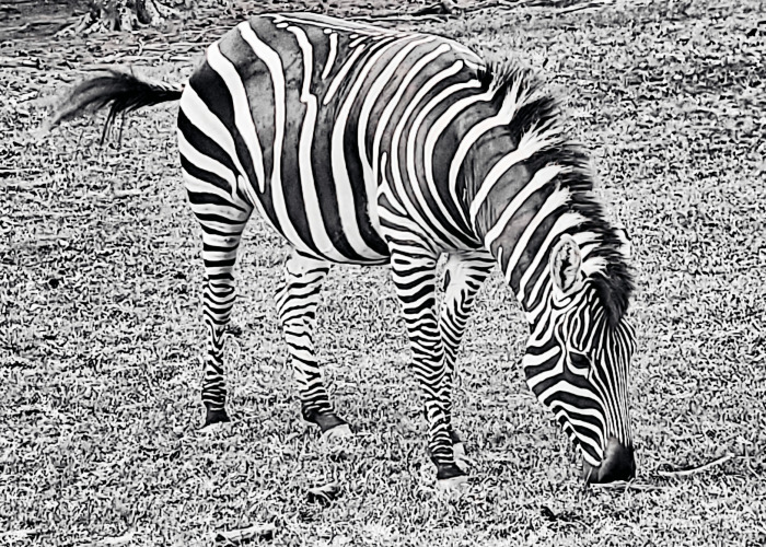 Hey Pandas, If You Could Choose One Animal To Protect You Which One Would You Choose? (Closed)