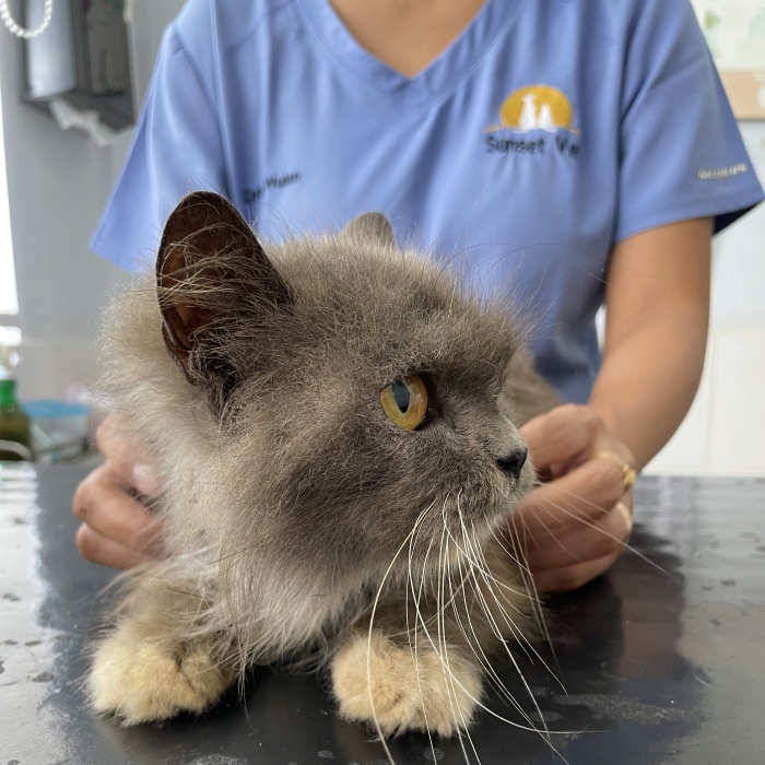 Bali’s Very Own Rescued Grumpy Cat