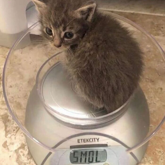 Hey Pandas, Photoshop This Kitten (Closed)