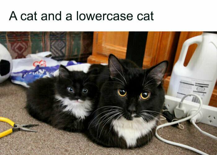 Hey Pandas, What Did You Laugh At The Most This Week?