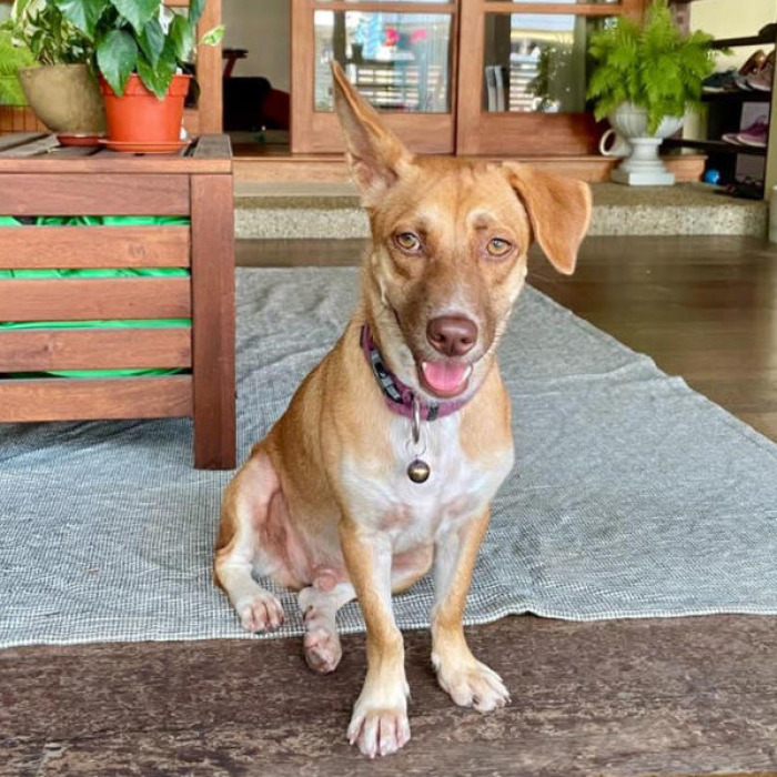 Neglected Pup Finds His Fur-Ever Home