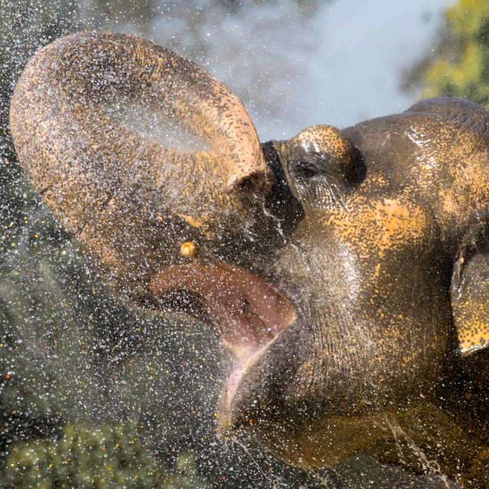 I Took Pictures Of Elephants At +40 Degrees