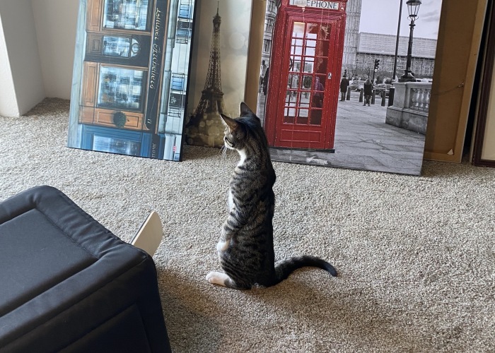 Hey Pandas, Let’s Play Caption This