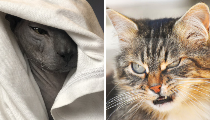 Hey Pandas, Share A Picture Of Your Pet Looking Mad (Closed)