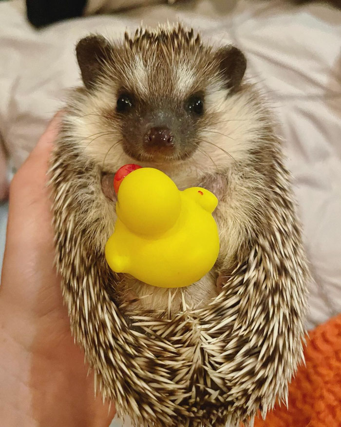 This Is Fred The Baby Duck My Best Friend