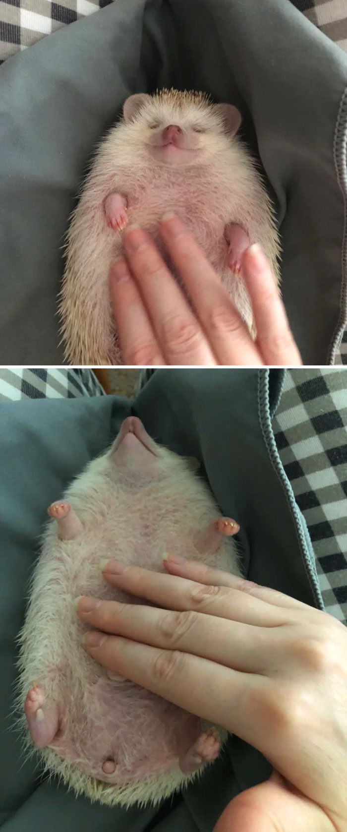 My Hoooman Gave Me Belly Rubs For The First Time. I Was In Heaven