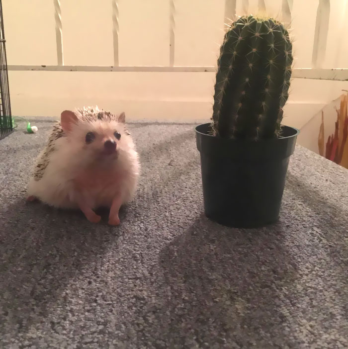 Quincy And His Fiancé