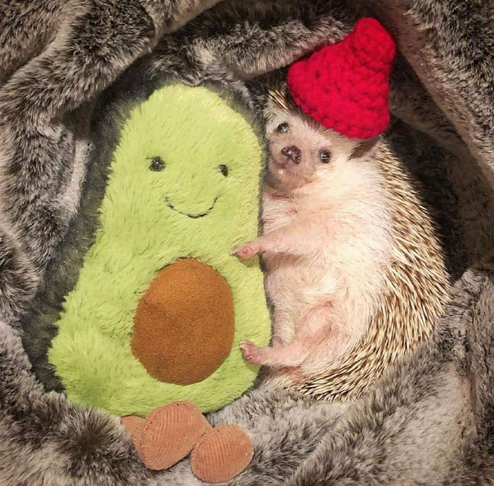Hedgehugs