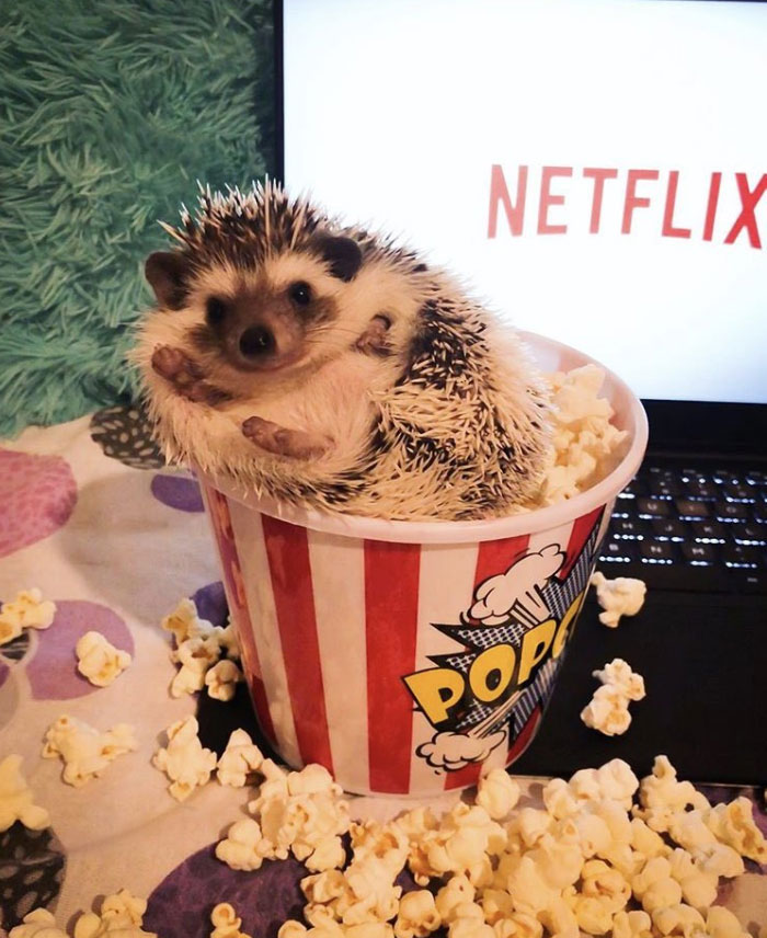 Netflix And Chill