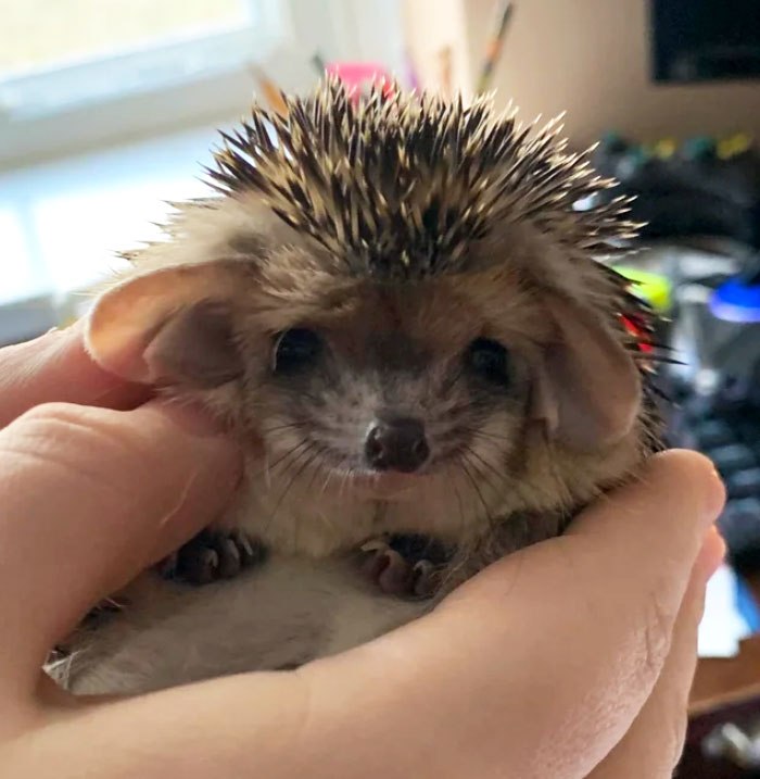 She Doesn’t Have A Name Yet, But We Are Absolutely In Love