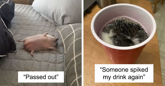 50 Pictures From Pet Hedgehogs’ Daily Lives, From Gardening To Getting Belly Rubs