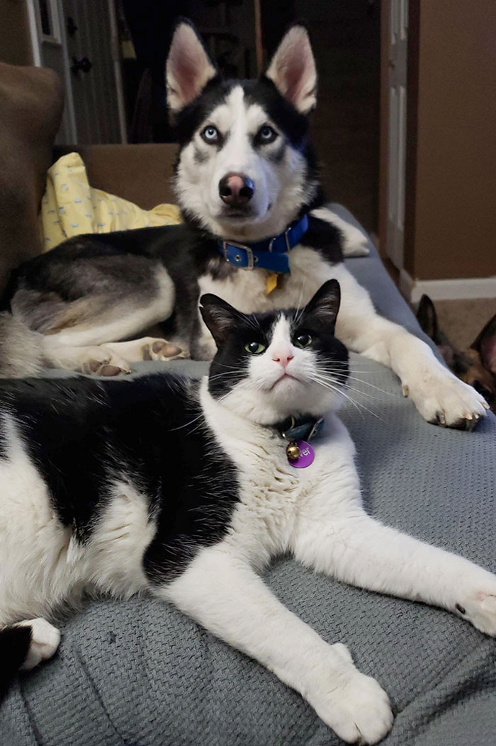 Oliver And Rocket Look A Lot Alike