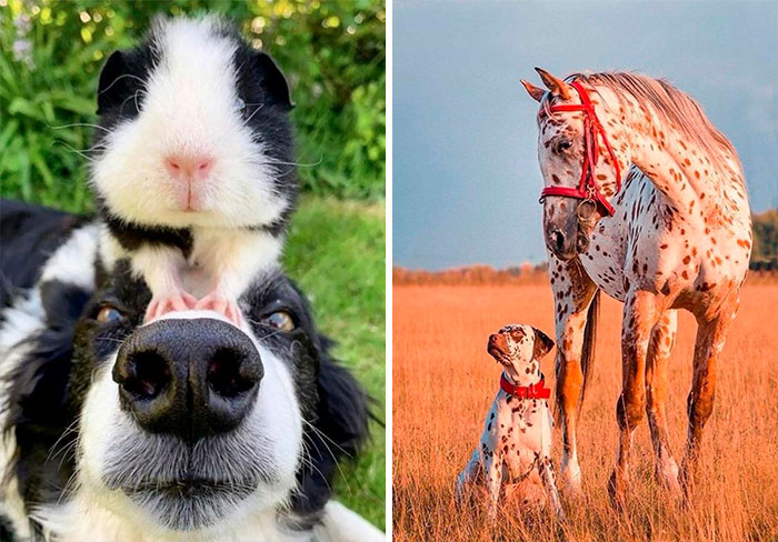 50 Animales adorables que tienen hermanos de madres diferentes