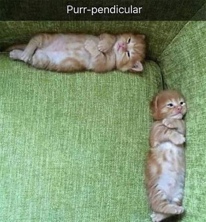 Cute-Wholesome-Blessed-Pics