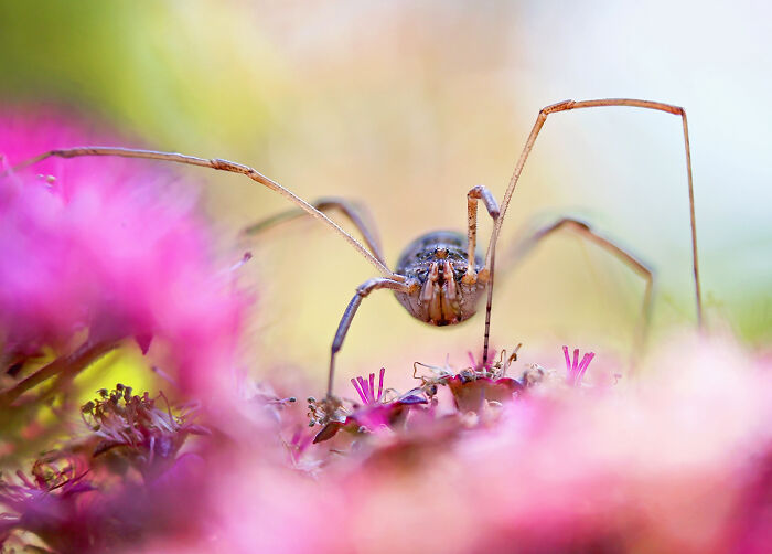 Daddy Longlegs Or Harvestman (Which Is Not A Spider)
