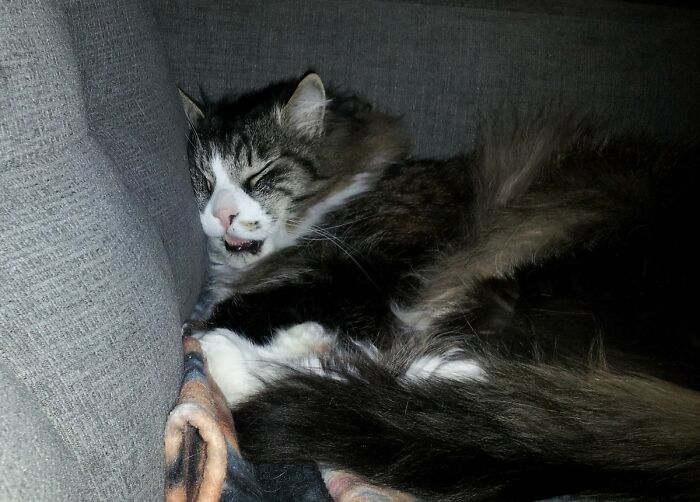 He Seems Comfy Anyway