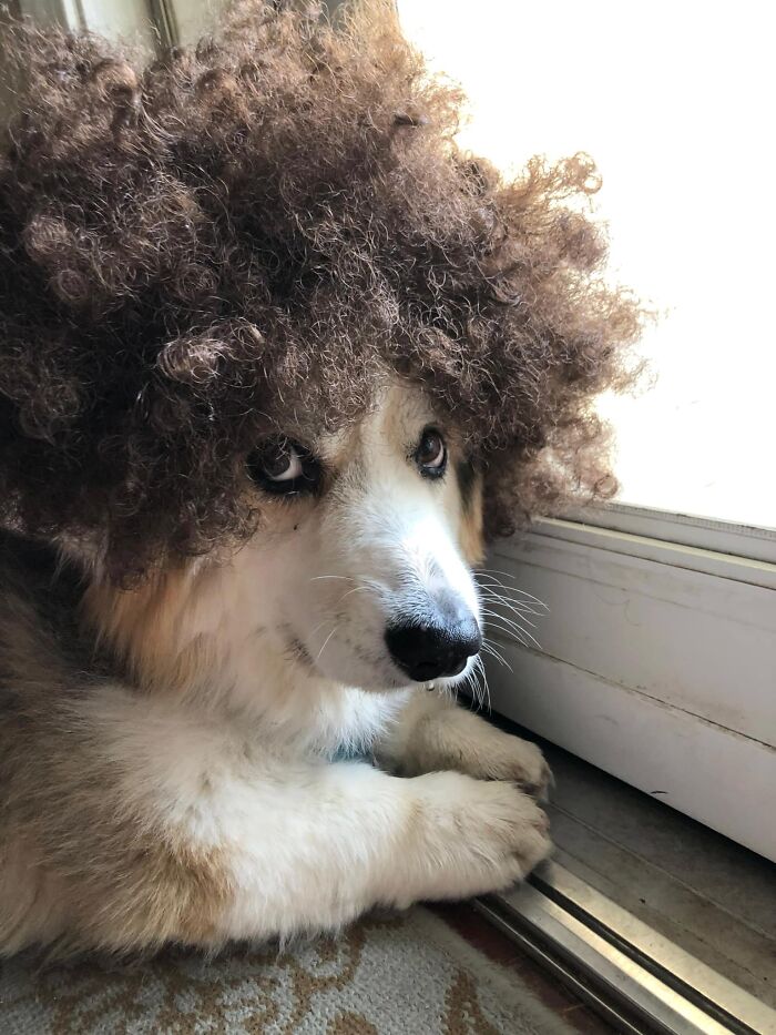 Tyler Disapproves Of His New Groomer!