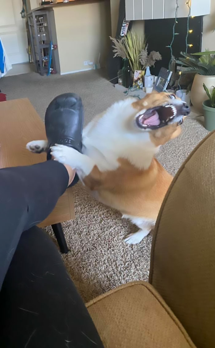 Bodhi No Likey The Crocs