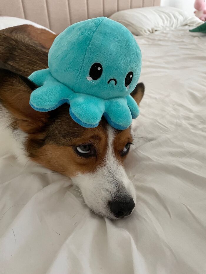 Peaches Disapproves Of The Plushie Mimicking Her