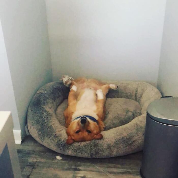 Tater Tot Disapproves Of Me Disturbing His Nap