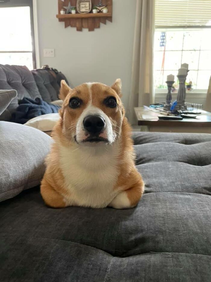 Rocco Disapproves Of Pictures During Loaf Time So Much That He Put His Ears Away