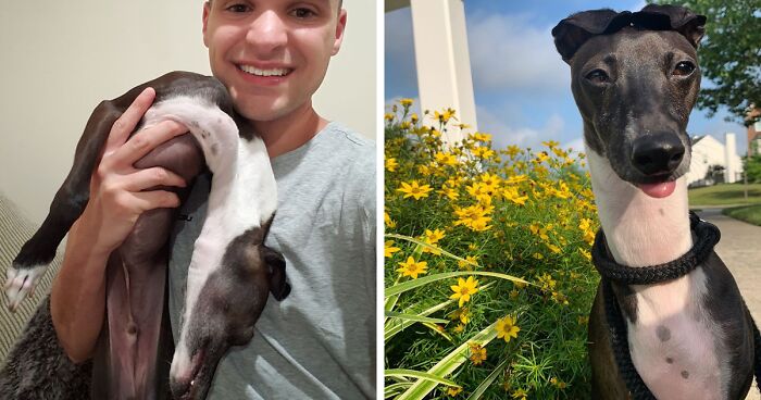Italian Greyhound “Melts” When His Owner Tries To Take Pictures With Him