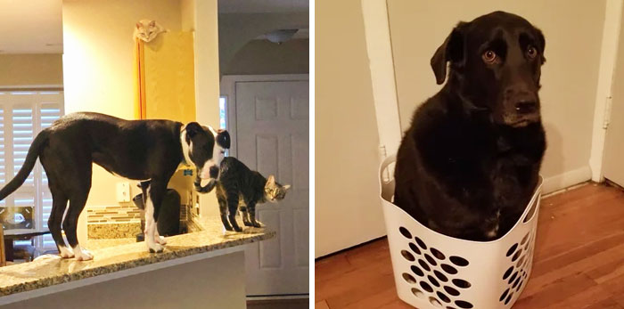 50 Dogs Who Forgot How To Dog But Definitely Know How To Cat (New Pics)