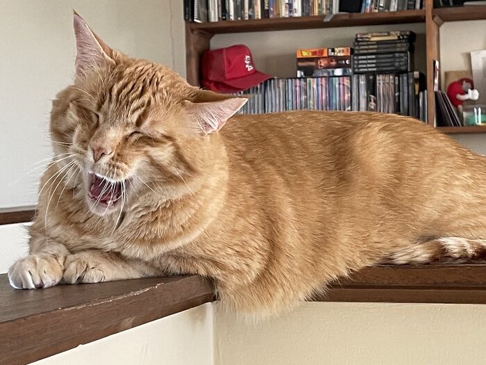 Yawny Fluffball