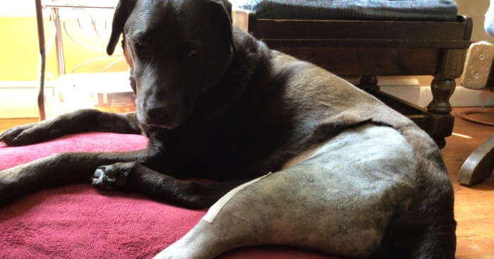 Hey Pandas, Share Something That You’re Happy About (Closed)