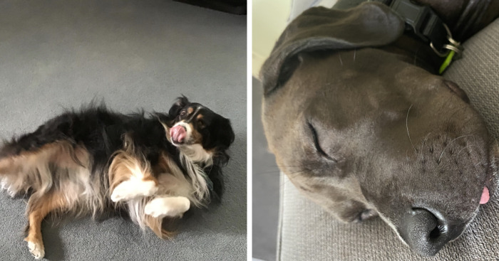 Hey Pandas, Post A Picture Of Your Pet Being Derpy (Closed)