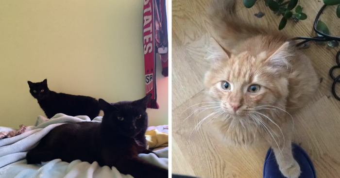 Hey Pandas, Post A Picture Of Your Cat For International Cat Day