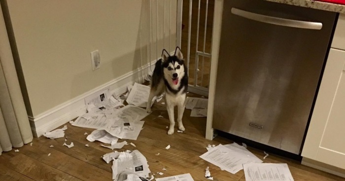 Hey Pandas, Post A Picture Of The Time When Your Pet Really Did Eat Your Work (Closed)