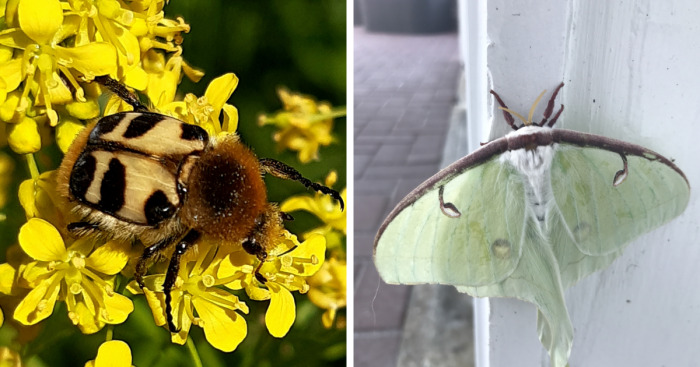 Hey Pandas, Share A Photo Of An Interesting Bug (Closed)