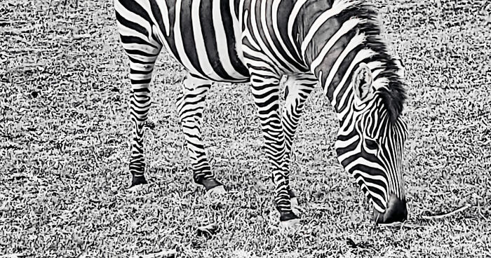 Hey Pandas, If You Could Choose One Animal To Protect You Which One Would You Choose? (Closed)