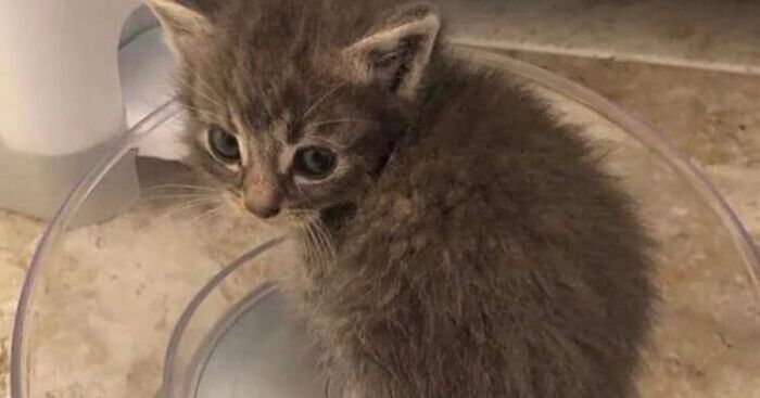 Hey Pandas, Photoshop This Kitten (Closed)