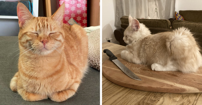 Hey Pandas, Post A Picture Of Your Cat Or Dog Sitting In A Bread Position (Closed)