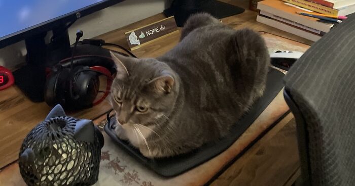 Hey Pandas, Photoshop My Cat