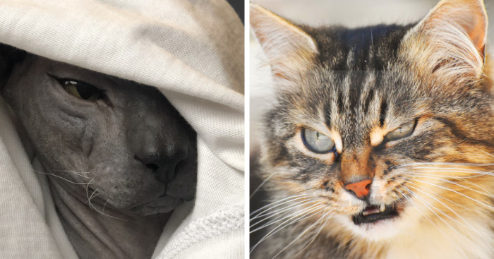 Hey Pandas, Share A Picture Of Your Pet Looking Mad (Closed)