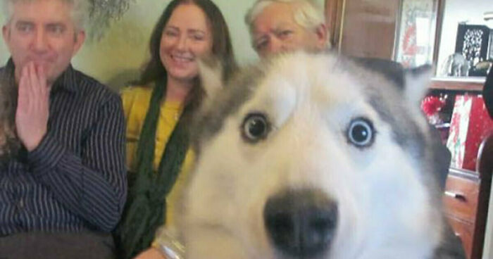 Hey Pandas, Show Me The Funniest Photobomb Your Pet Has Caused (Closed)