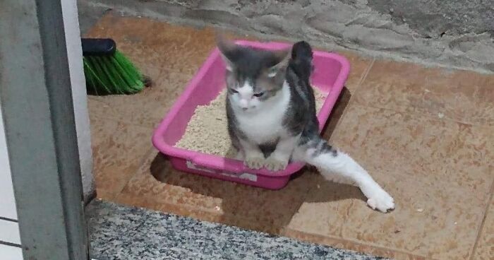 Hey Pandas, How Do Your “Bosses” Use The Toilet? (Closed)