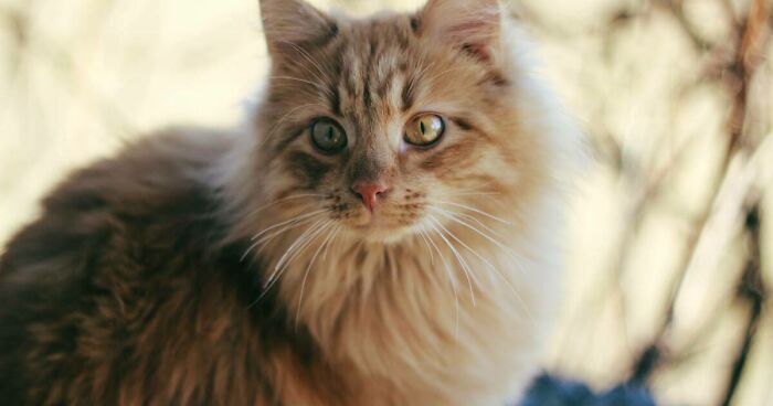 Hey Pandas, Post A Picture Of Your Cat And I Will Rate Their Floofyness (Closed)