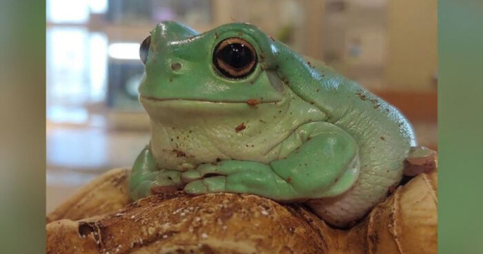 Hey Pandas, Photoshop The Froggo (Closed)