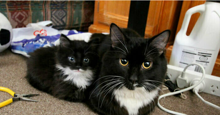 Hey Pandas, What Did You Laugh At The Most This Week?