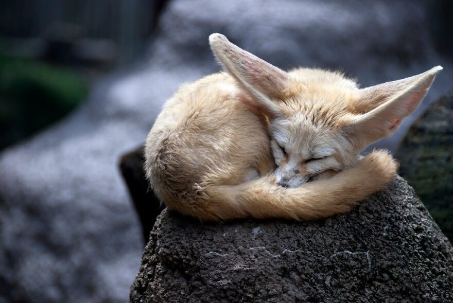 17 Amazing And Cute Animals!