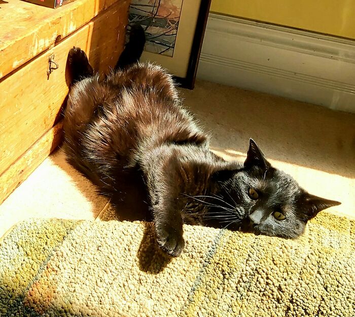 My Handsome Panther Boy, Frankie.