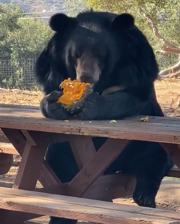 Just A Bear Eating His Lunch That Is All