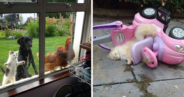 50 Fotos de animales disfrutando de su mejor vida, compartidas por esta cuenta de Instagram