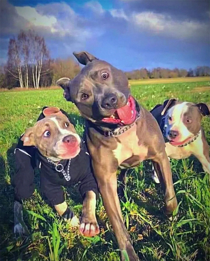 Derp Family! (Not Oc)