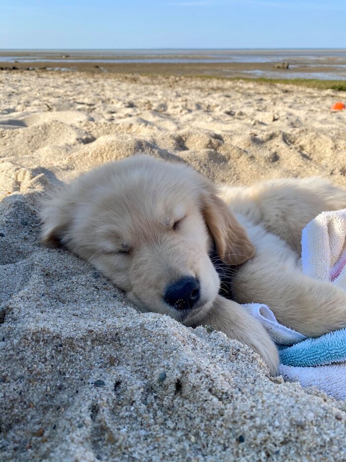 Everyone Say Hello To Moose, The Cutest Sleeping Floof Ever!