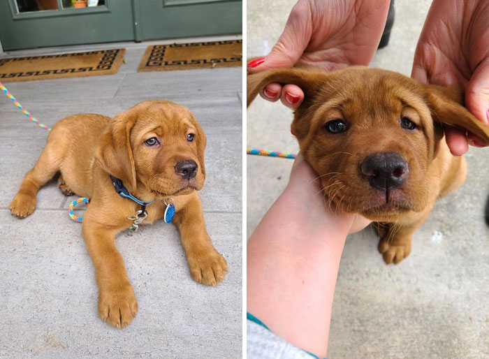 Surprise Visitor At My Office Today! 8 Week Old Kola Is A Red Fox Labrador. I Picked Him Up And He Was Heavy! 15 Lbs Already!